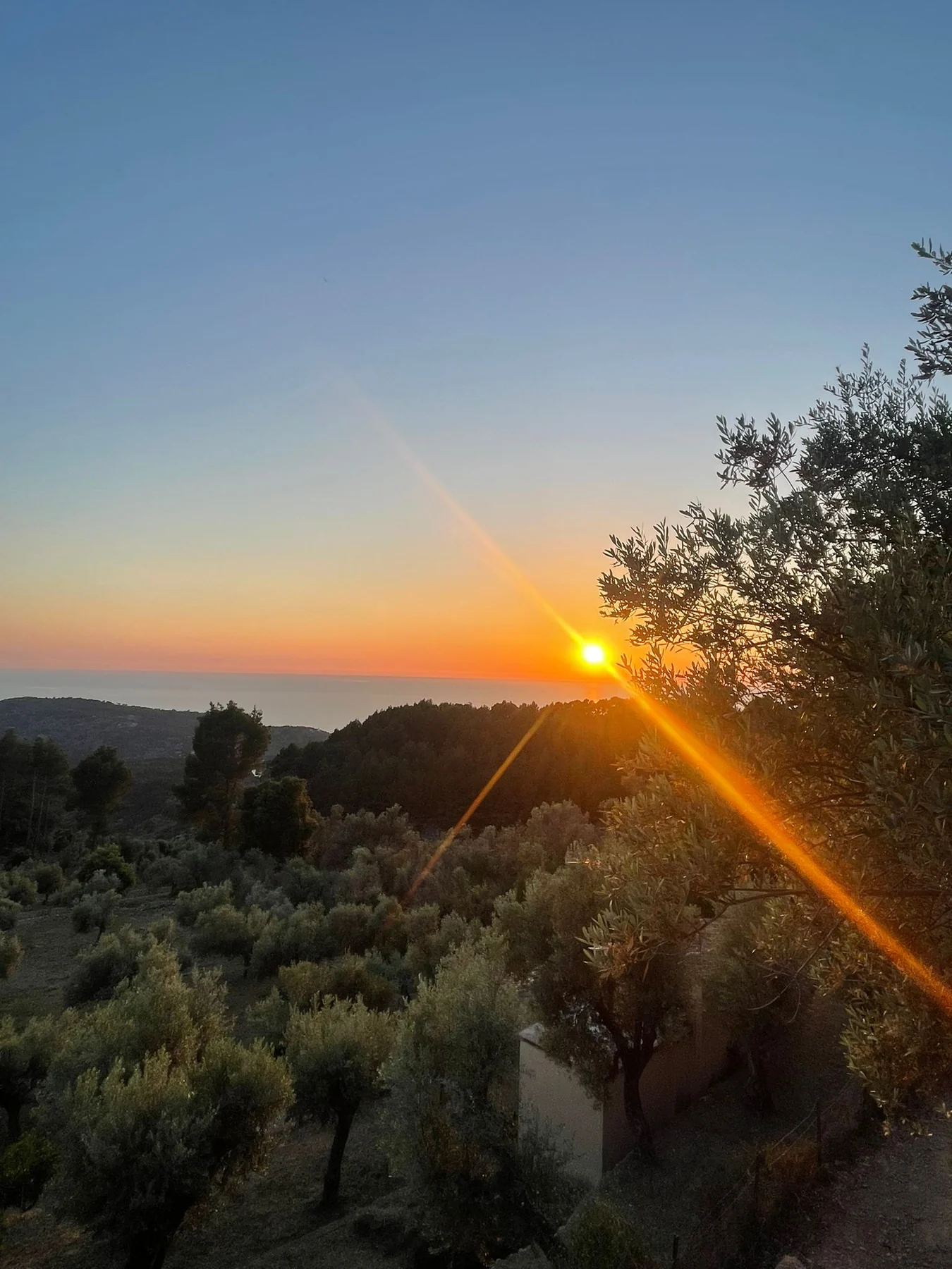 Sunset over olive trees and the Mediterranean horizon in Sóller
