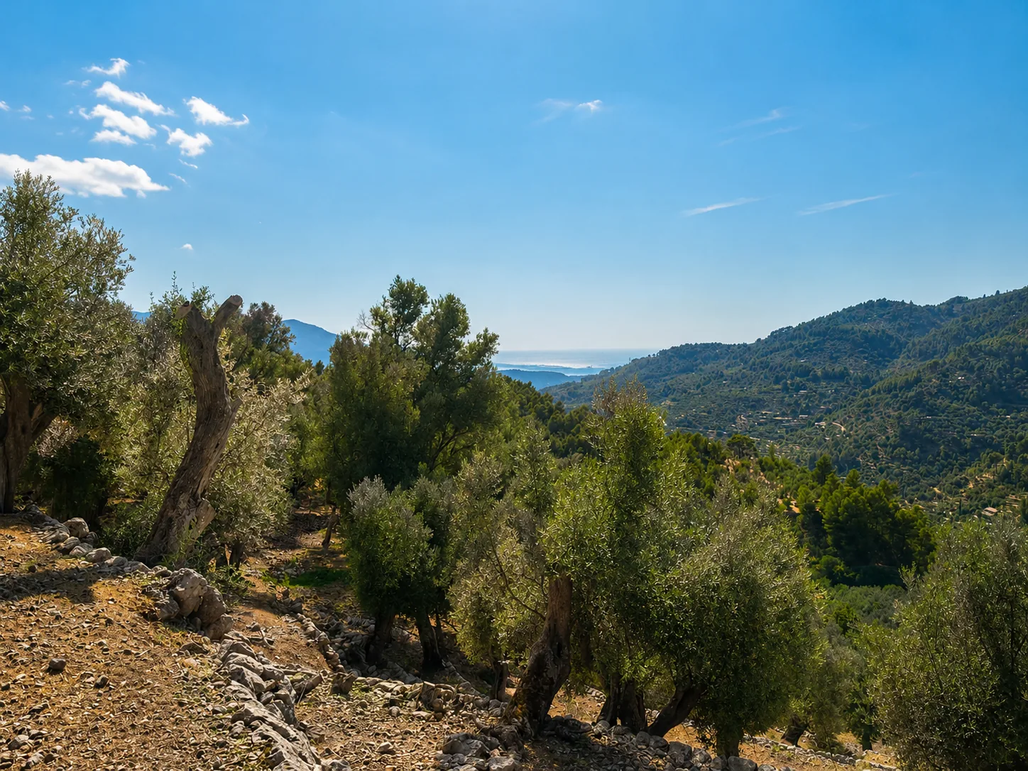 West-facing sea horizon through the olive grove near Finca Valley